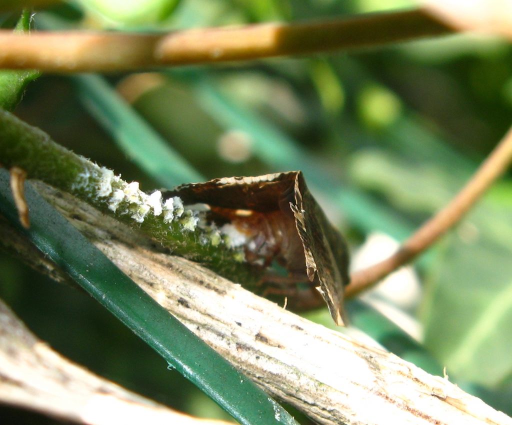 Ricania speculum: ninfe, adulti, ovideposizione.